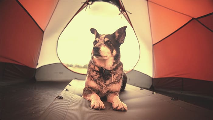 camping with dog beginners guide feature image